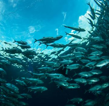 NICE AT THE HEART OF THE OCEANS