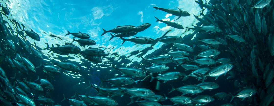 Nice at the heart of the oceans
